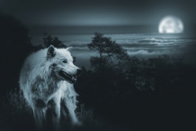 Wolf mit Mond weiß