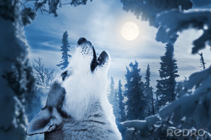 Fototapete Wolf vor dem Hintergrund des Nachtwaldes