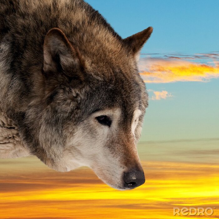 Fototapete Wolf vor dem Hintergrund eines Sonnenuntergangs