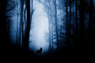 Wolf Wald dunkel