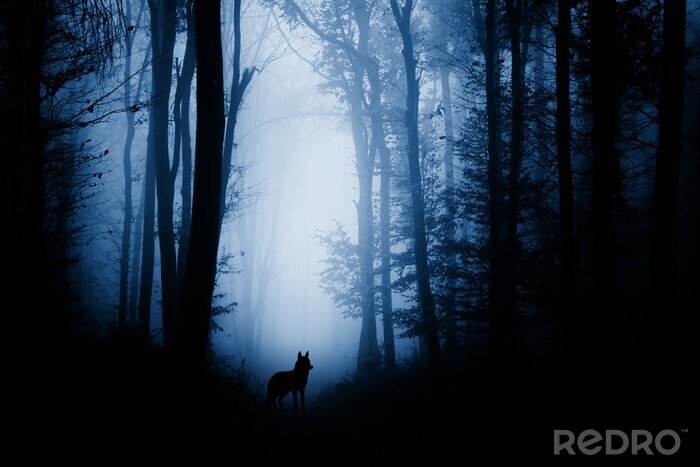 Fototapete Wolf Wald dunkel
