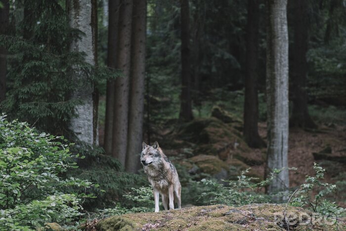 Fototapete Wolf Waldrande einsam