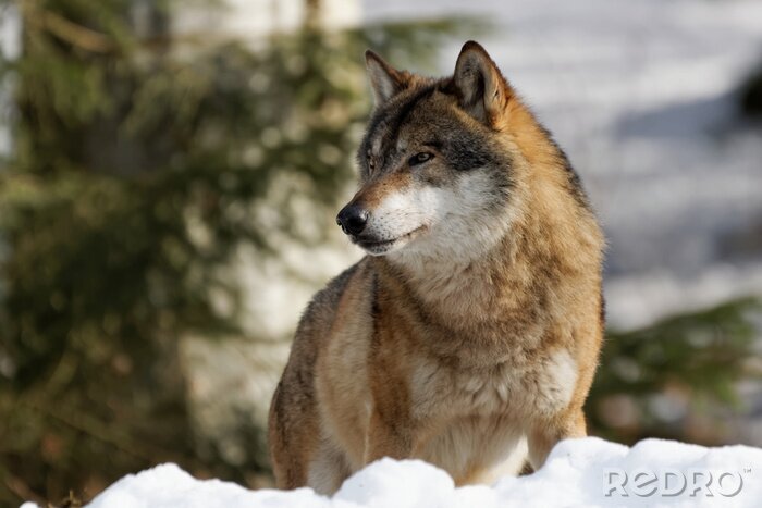 Fototapete Wolf Winter und Natur