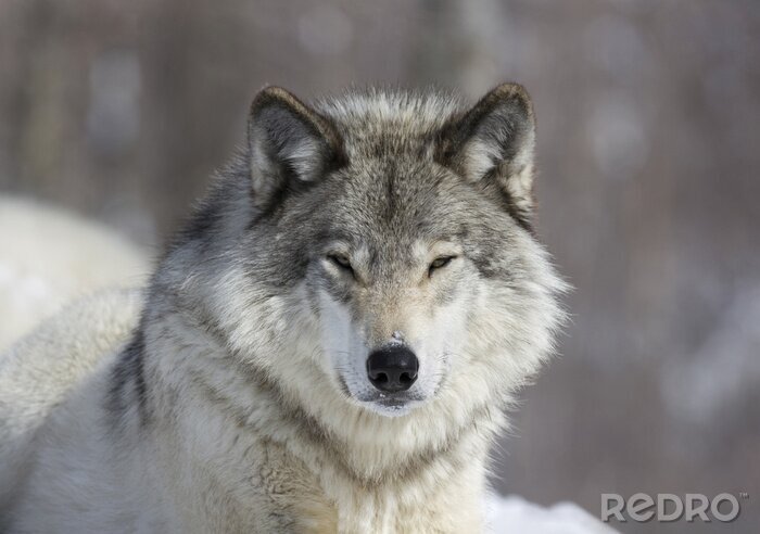 Fototapete Wolfe im Winter