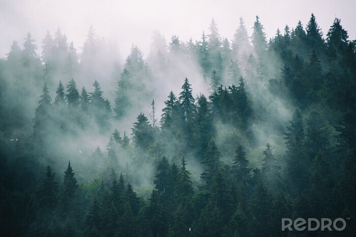 Fototapete Wolken- und nebelwald