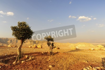 Fototapete Wüste in Judäa