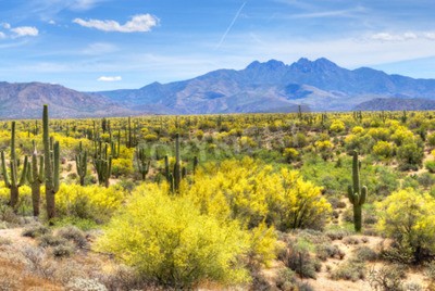 Fototapete Wüste Pflanzen in Arizona