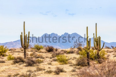 Fototapete Wüste und Kakteen in Arizona