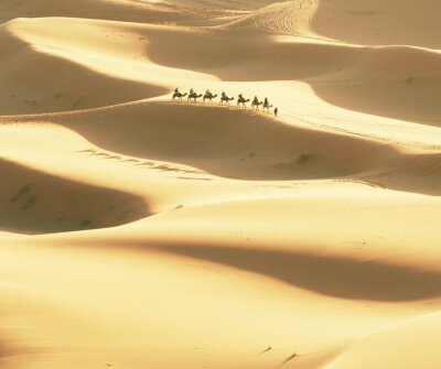 Fototapete Wüste und Kamele