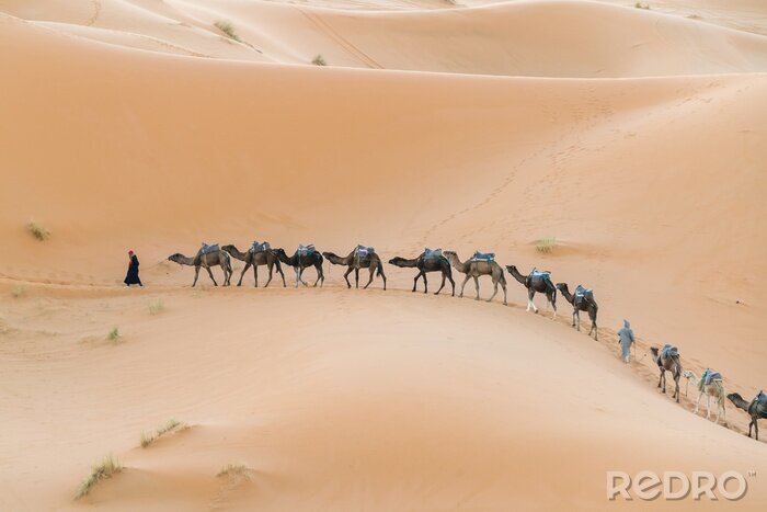 Fototapete Wüste und Karawane