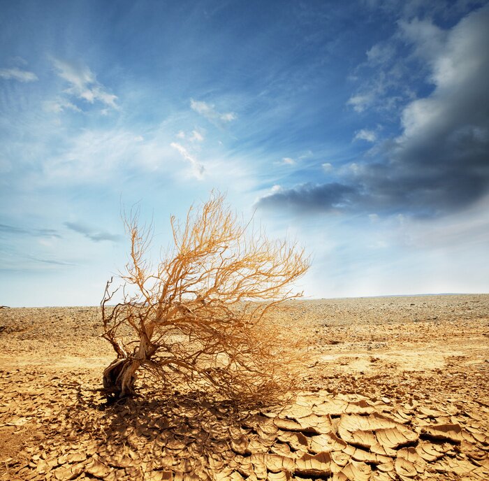 Fototapete Wüstenfeld und trockener Baum