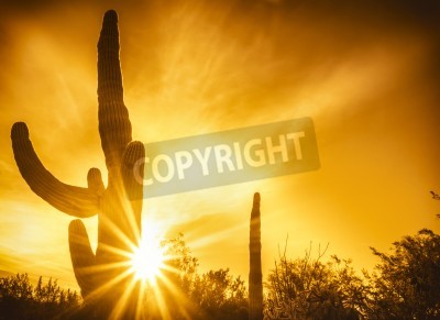 Fototapete Wüstenkakteen in Arizona