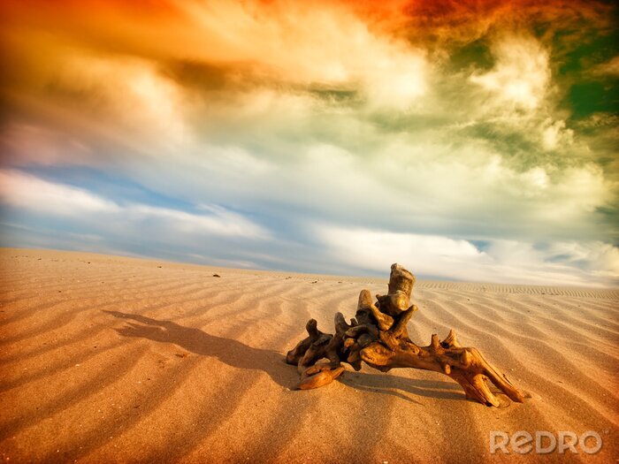 Fototapete Wüstenlandschaft mit Natur