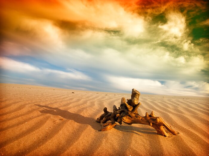 Fototapete Wüstenlandschaft mit Natur