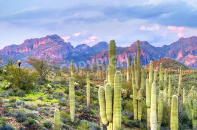 Fototapete Wüstenpflanzen und Felsen in Arizona