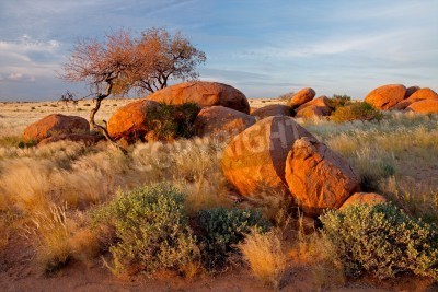 Fototapete Wüstensteine und Pflanzen