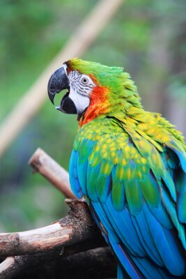 Fototapete Wunderschön gefiederter Papagei Ara
