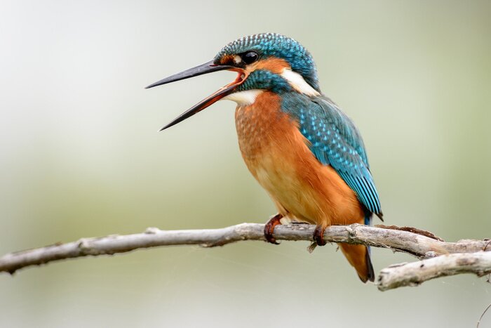 Fototapete Wunderschön gefiederter Vogel auf einem Ast