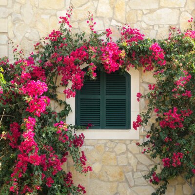 Fototapete Wunderschöne Blumen am Hausfenster
