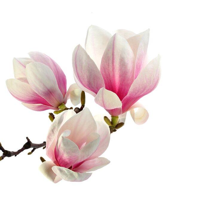 Fototapete Wunderschöne Magnolien auf weißem Hintergrund