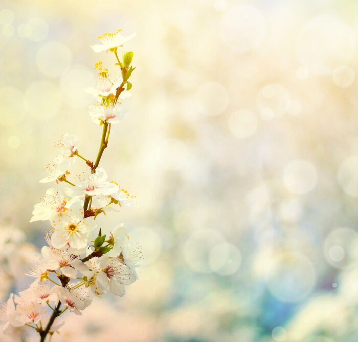 Fototapete Wunderschöne natürliche Blume