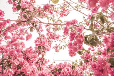 Fototapete Wunderschöne Natur