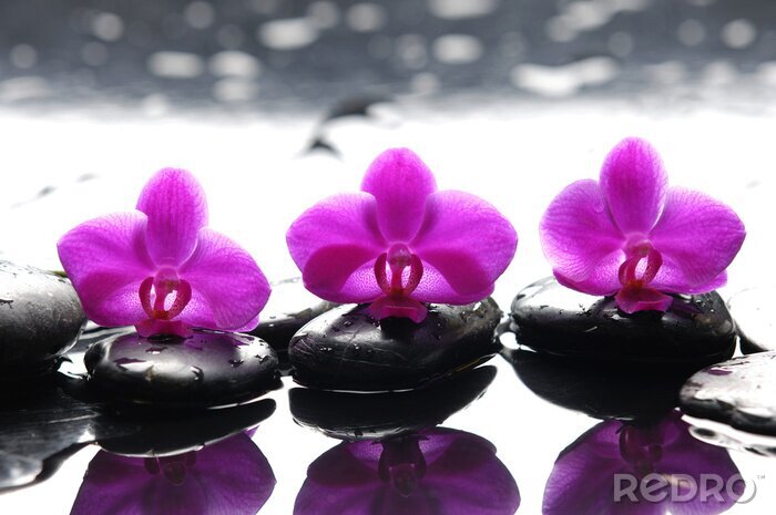Fototapete Drei Zen-Steine ​​und drei Orchideen mit Reflexion