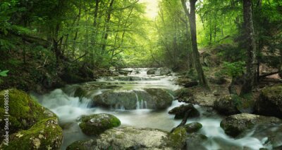 Fototapete Fluss und Steine ​​im Wald