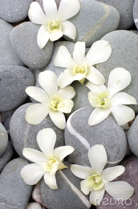Fototapete Set der Orchideenblüte mit Zen Steine ​​Hintergrund