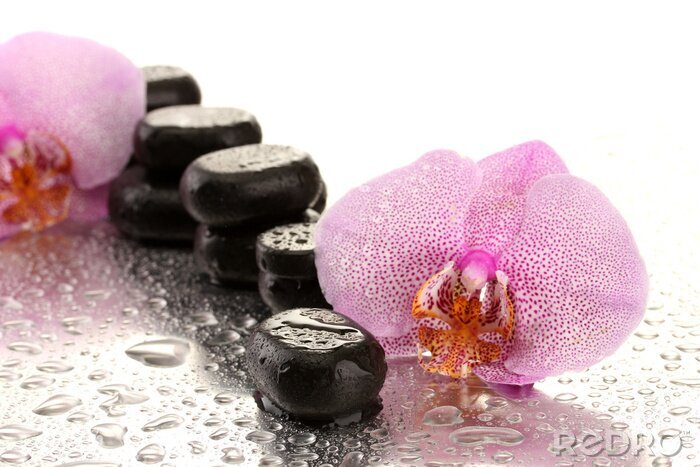 Fototapete Spa Steine ​​und Orchidee blüht, auf nassem Hintergrund.
