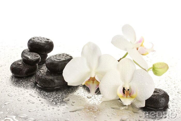 Fototapete Spa Steine ​​und Orchidee blüht, isoliert auf weiß.