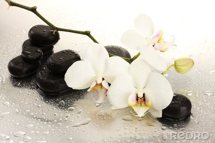 Fototapete Spa Steine ​​und Orchidee blüht, isoliert auf weiß.