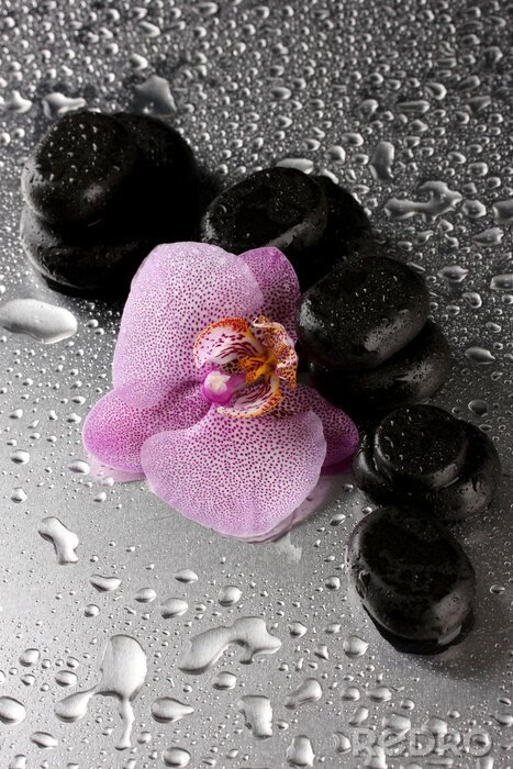 Fototapete Spa Steine ​​und Orchidee Blume, auf nassen grauen Hintergrund.