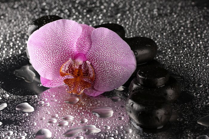 Fototapete Spa Steine ​​und Orchidee Blume, auf nassen grauen Hintergrund.