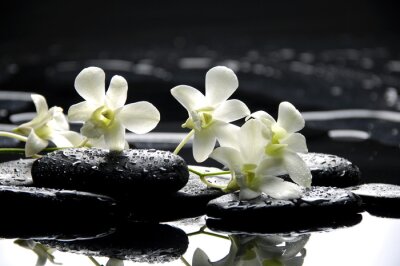 Zen Steine ​​und weiße Orchideen mit Reflexion