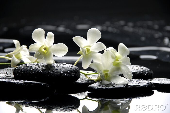 Fototapete Zen Steine ​​und weiße Orchideen mit Reflexion