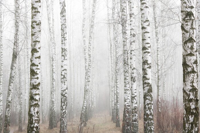 Fototapete Young birches with black and white birch bark in spring in birch grove against background of other birches in foggy weather 