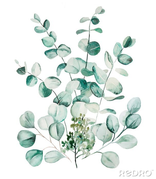 Fototapete Zarte Eukalyptuszweige mit Blättern