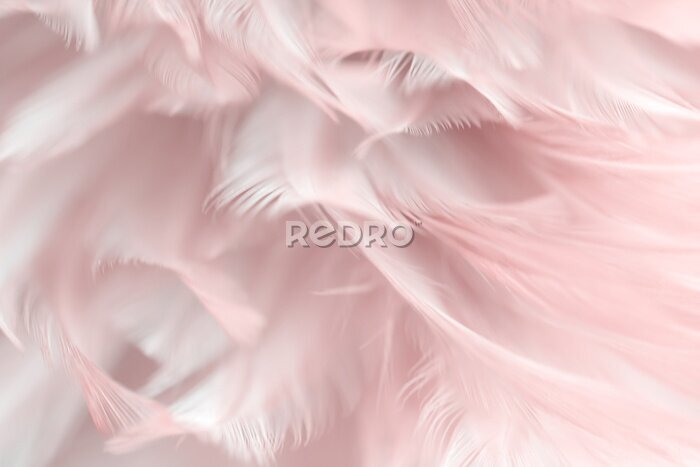 Fototapete Zarte Federn in Rosatönen