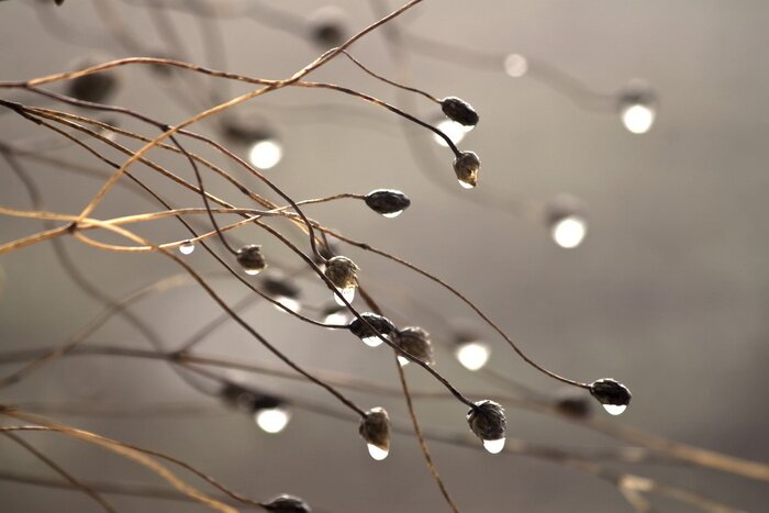 Fototapete Zarte mit Tau bedeckte Zweige