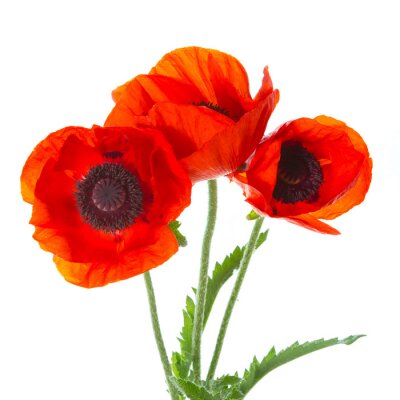 Zarte Mohnblumen in Rot