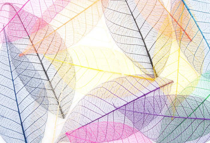 Fototapete Zarte Pastellblätter