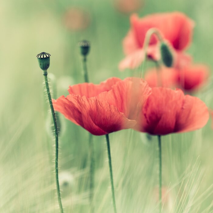 Fototapete Zarte rote Mohne und Natur