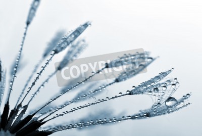 Fototapete Zarte Samen Pusteblumen in Tropfen