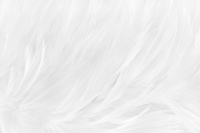 Fototapete Zarte schneeweiße Federn