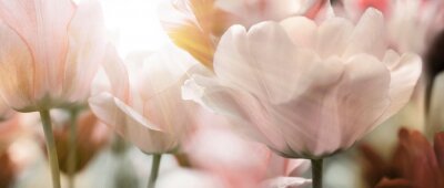Fototapete Zarte Tulpen im Sonnenlicht