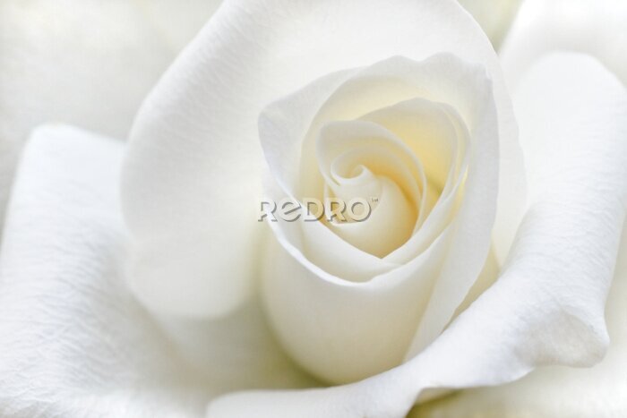 Fototapete Zarte weiße Rose