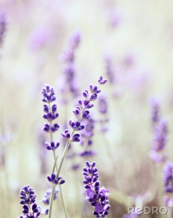 Fototapete Zarter Lavendel in Nahaufnahme