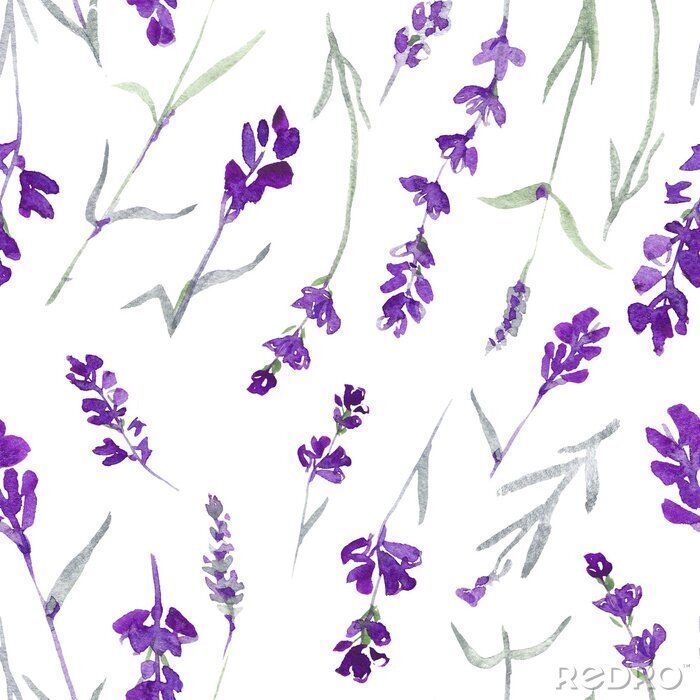 Fototapete zartes nahtloses Muster des Lavendels der Wasserfarbe Lavendel auf weißem Hintergrund