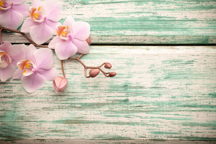 Fototapete Zartrosa Lavendel am Brett